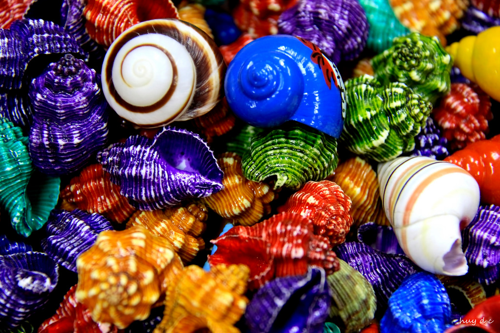 Colorful Shell Only One BENEATH THE COLORFUL SHELL – Visionpointmsj.com